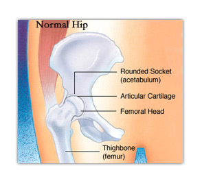 hip
